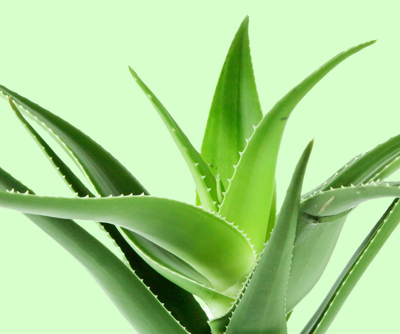 Aloe Vera