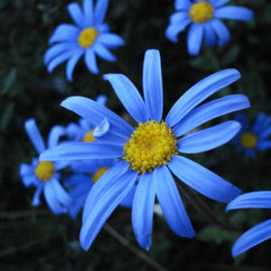 Azulène (extrait de camomille bleue)
