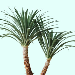 Cire de carnauba