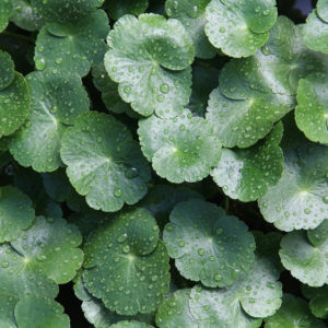 Extrait titré de Centella Asiatica