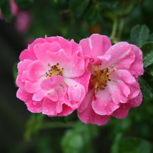 Huile de rosier muscat