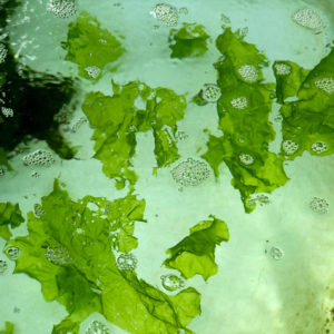 Ulva Lactuca (Extrait d’algue verte)