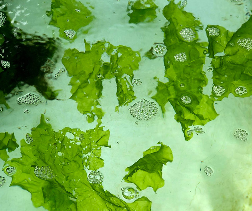 Ulva Lactuca (Extrait d’algue verte)