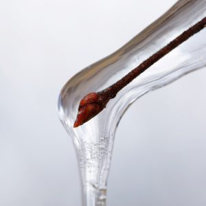 Paraffinum Liquidum