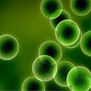 Antioxydants