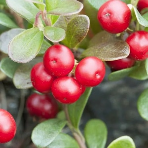 Arbutine