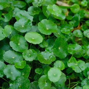 CICA (Centella Asiatica)