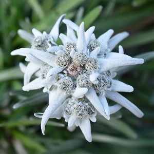 Edelweiss