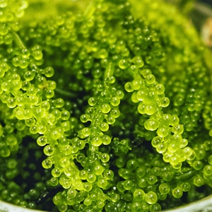 Extrait de Caulerpa lentillifera