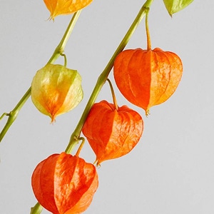 Extrait de Physalis